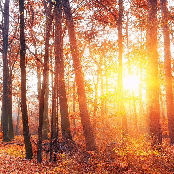 cmotf 2026 27 autumn glow 600x600